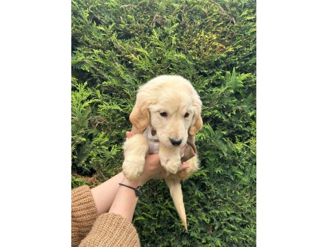 Macar American Golden Retriever Bebekler