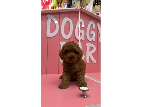 Tüy Yumakları Köpeklerimiz Yeni Mutlu Ailesini Arıyor