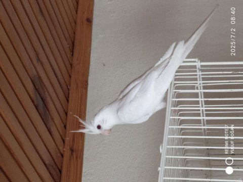 Yine Düşmüş Evcil Sultan Papağanları