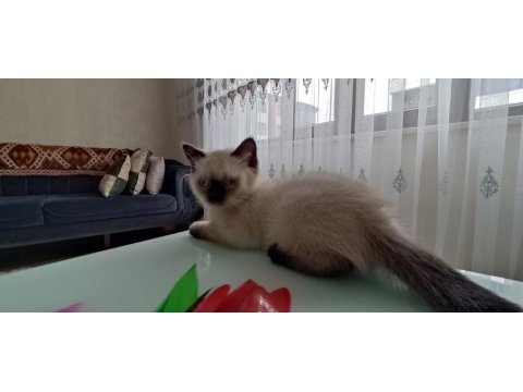 British Shorthair Ve Blue Point