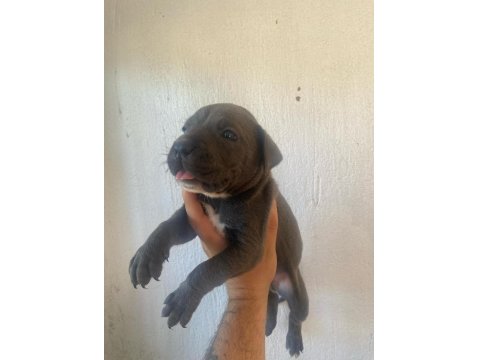 Sağlıklı Cane Corso Blue Erkek Yavru