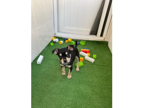 3 Aylık Oyuncu Chihuahua