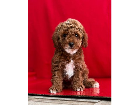 Dark Toy Poodle