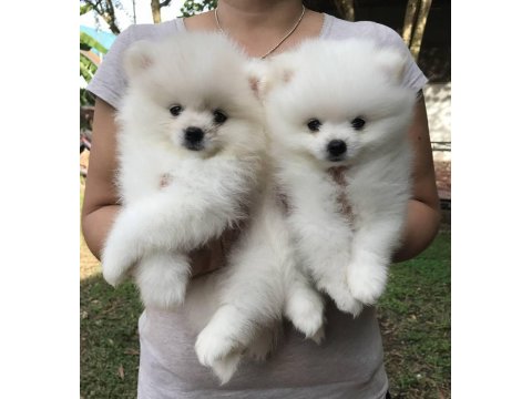 Irk Garantili Pomeranian Yavruları