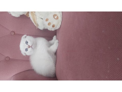 Mükemmel Erkek Scottish Fold Bebeğim