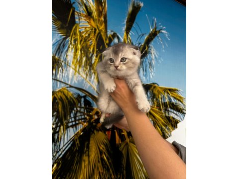 Irk Ve Sağlık Garantili Scottish Fold Bebekler