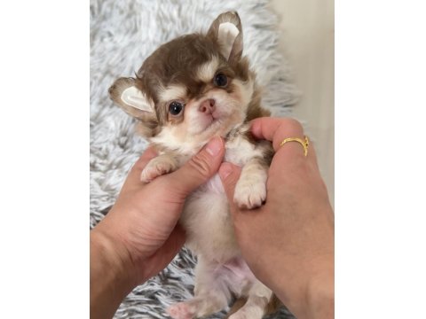 Sizde Safkan Chihuahua Sahibi Olmak İstiyorsanız