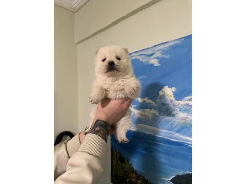 Aslan Görünümlü Chow Chow (Çin Aslanı) Yavrularımız