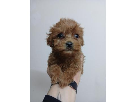 Irk Ve Sağlık Garantili Maltipoo Bebekler