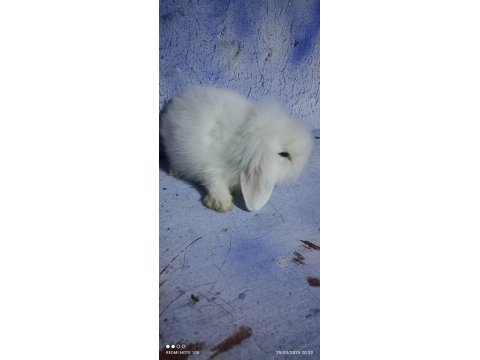 Teddy Lop Tavşan Yavrular