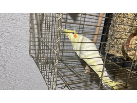 Bir Çift Sultan Papağanı Yumurtası Ve Yavrusu Alındı