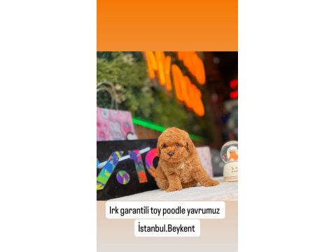 Orjinal Toy Poodle Yavrular