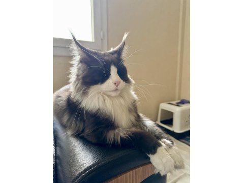 Dev Maine Coon Yavrular Yeni Yuvalarına Hazır