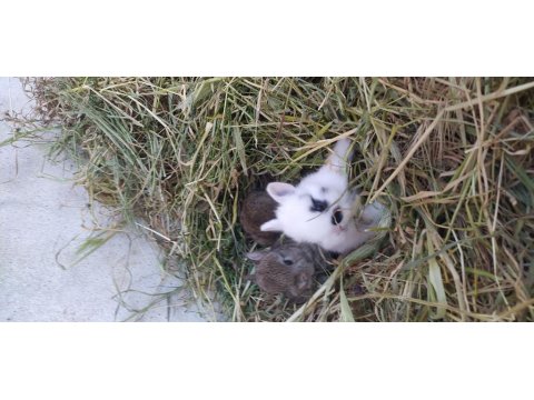 Cüce Ve Lop Tavşan