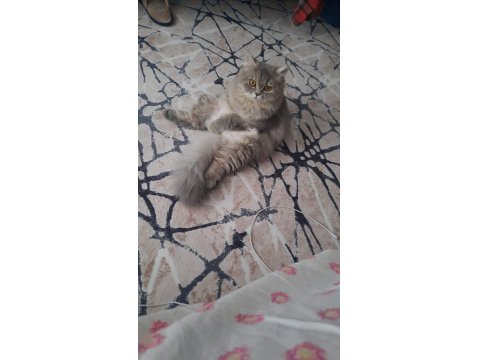 İran Ve British Melezi Sevimli Kızımızı Kalıcı Ev Arıyoruz