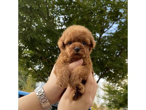 Sevimli Toy Poodle Yavruları