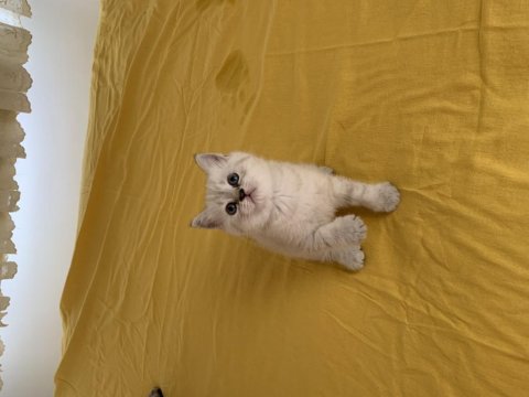 45 Günlük A Kalite Scottish Fold Yavrular