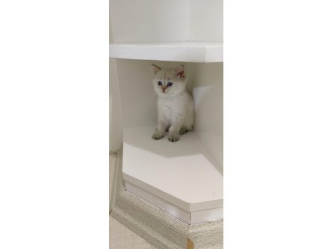 Golden Point Erkek British Shorthair Kardeşler