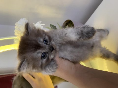 British Shorthair Ve Longhair Yuvarlak Kafa Yavru Kediler