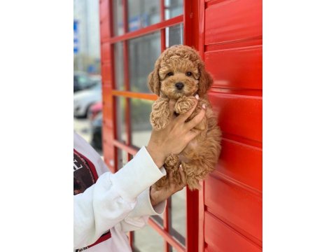 Safkan Toy Poodle Yavrularımız