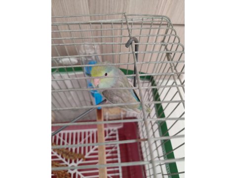 Turkuaz Forpus Papağanı Bebekler