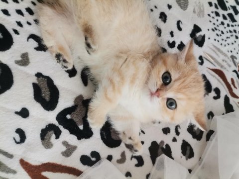 Teslime Hazır British Shorthair Kedimiz