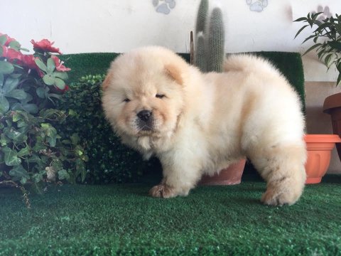 Sevimli Chow Chow Cinsi Yavrular