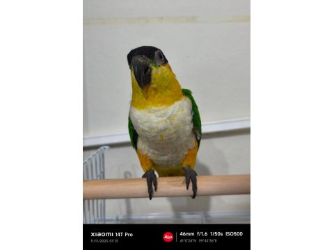 Full Evcil Caique Kayık Papağan