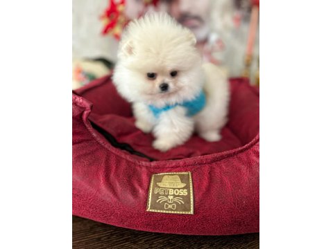 Teacup Ayıcık Pomeranian
