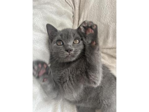 British Shorthair 3 Aylık Dişi Kedimiz