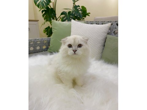 Özel Scottish Fold Erkek