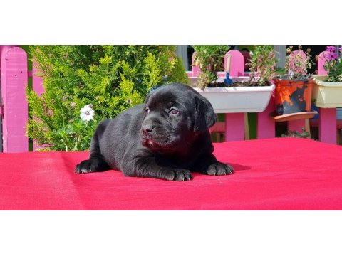 Siyah Labrador Yavru