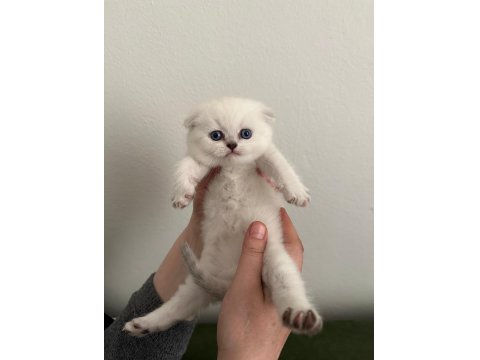 Arslan Parçası Scottish Fold