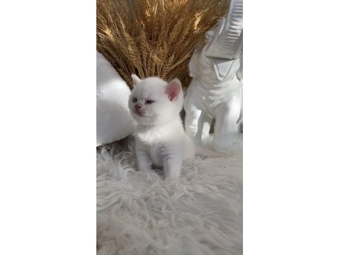 Safkan British Shorthair Lilac Point Erkek