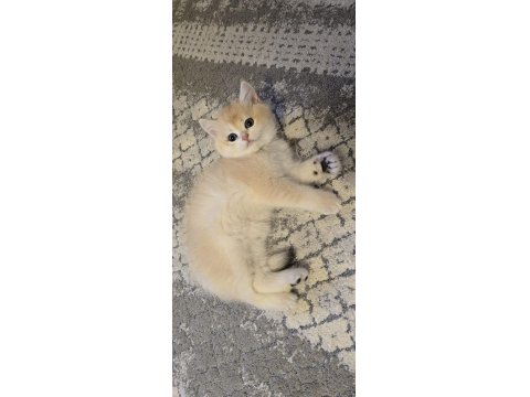 British Shorthair Golden Ny12 Yavrular