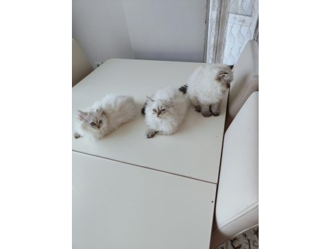 İki Aylık British Longhair Eğitimliler