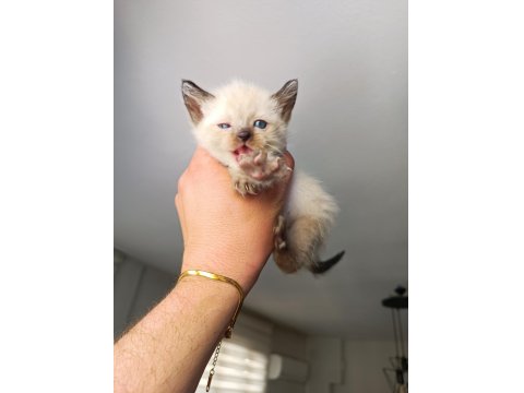 35 Günlük Siyam Kedisi Yavruları