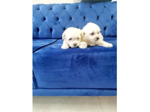 Minyatür Maltese Minnaklarım