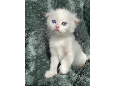 Scottish Fold Ve British Shorthair Yavrularımız