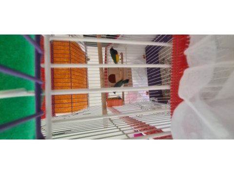 Genç Gokkuşağı İspinozu