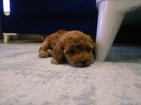 54 Günlük Toy Poodle Yavrularım Son 1 Dişi Kaldı