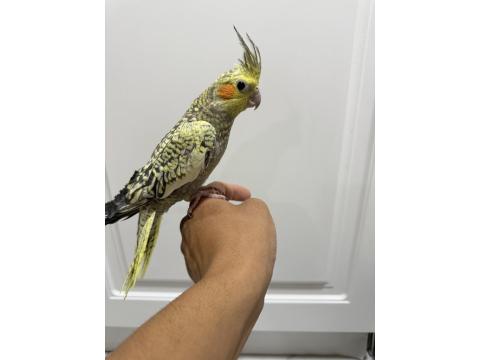 Sultan Papağanı Sahiplendirilir