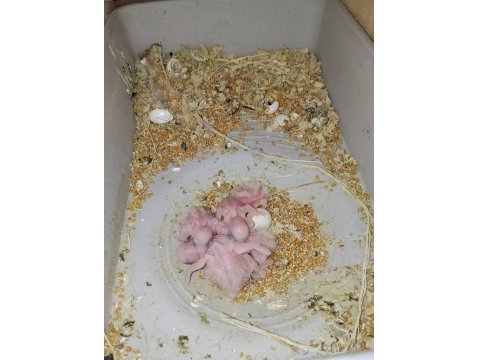 El Besleme Bebek Forpus