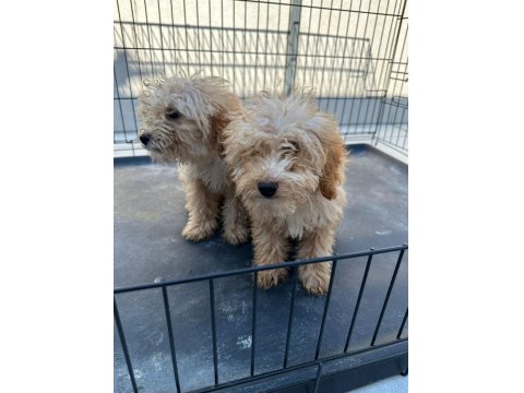 Apricot Poodle Uygun