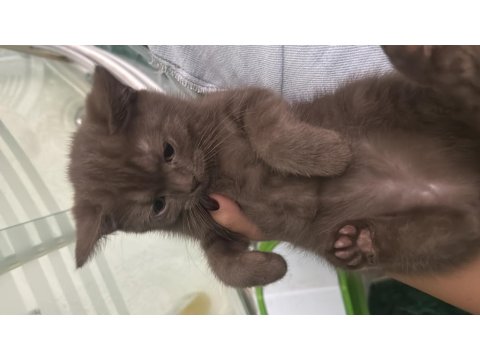 3 Aylık Oyuncu Has Safkan Yavru Kediler