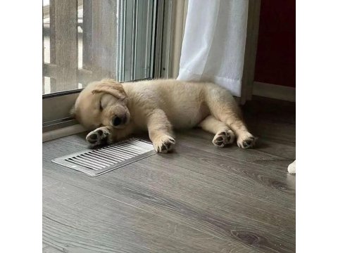 Sevimli Golden Retriever 2 Aylık Köpekler