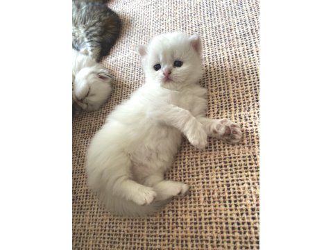 5 Adet British Yavrularımız