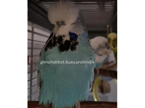 Yavru Konuşturmak İçin Eğitim Verilecek Muhabbet Kuşlar