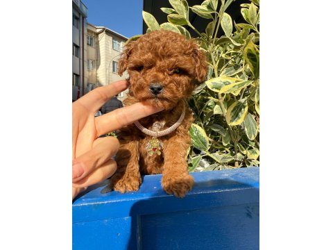 Teacup Ve Toy Poodle
