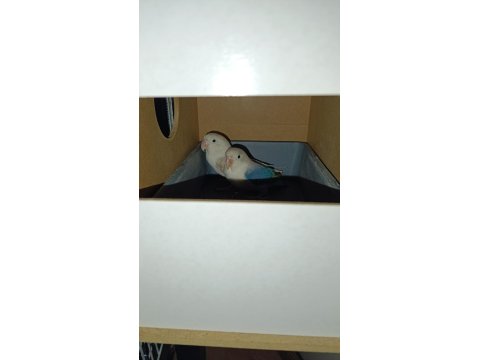 1.5-2 Yaşında Çift Mutasyonlu Cennet Papağanı